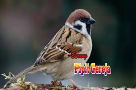 Now take the burung test in english. Burung Pipit Gereja Offline For Android Apk Download