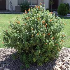 Check spelling or type a new query. Shrubs Shrub Nursery Shrubs For Sale Mesa Gilbert And Queen Creek