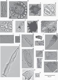 Image result for Pleiotaxis