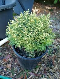 Image result for Chamaecrista plumosa
