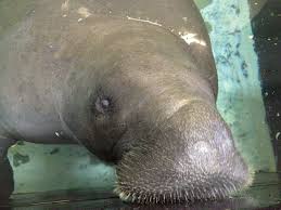 See more of manatee county, florida government on facebook. Snooty World S Oldest Captive Manatee Dies In Accident A Day After Birthday Celebration In Florida