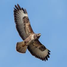 De buizerd is een roofvogel van middelmatige grootte. Buizerd Buteo Buteo Waarnemingen Be
