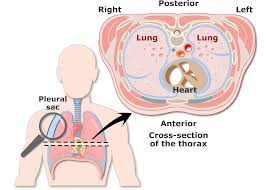Pleura Or Pleurae And Pleural Cavity Of The Lungs