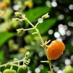 Image result for Hoslundia