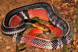 Nature And More Red Headed Krait Bungarus Flaviceps The Reptiles And Amphibians Beautiful Snakes Pet Snake