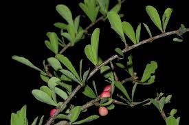 Image result for Gymnosporia maranguensis