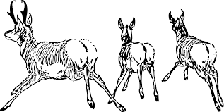 Most horned animals have a pair of horns such as goats, cows, caribou and others. Antelope Animals Running Drawing Free Image Download