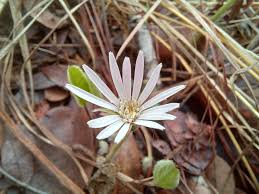 Image result for Gerbera viridifolia