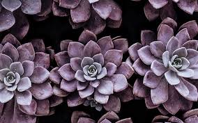 These plants do not get very tall and often reach up to about 12 inches (30 cm) tall. How To Care For Echeveria Purple Pearl Eden Succulents
