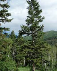 Профессионал pine tree utah wilderness фотографии складе. A Short Introduction To Utah Native Trees Utah Stories
