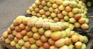 مشروع زراعة المانجو في fruit apple food
