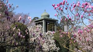 Liebe besucherinnen und besucher, herzlich willkommen im botanischen garten! Wunderschone Magnolienblute In Der Wilhelma Stuttgart