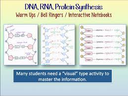 Explain the role of dna, mrna, ribosomes, amino acids and trna have in protein synthesis . Amy Brown Science Dna And Rna And Protein Synthesis Warm Ups Or Interactive Notebooks