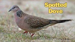 Image result for Poecilostachys