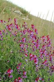 Image result for Lathyrus odoratus