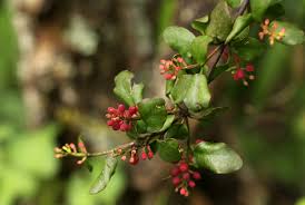 Image result for Helixanthera