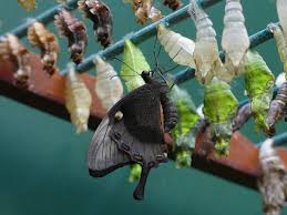 Naissance D Un Papillon Dans L Eclosoir Du Jardin Aux Papillons De Vannes Papillon