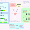 Fortunately, some plants are resistant to nematodes, and resistance genes present in cultivated or related species can be mapped with molecular markers: 1