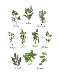 Culinary Herbs Collection White 8 5x11 Letter Size Kitchen Herbs Gifts For The Host Green Illust Watercolor Herbs Herb Art Herbs Illustration