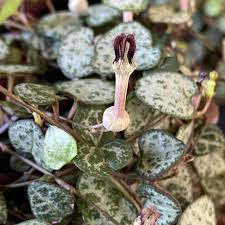 Image result for Ceropegia linearis