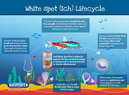 Maybe you would like to learn more about one of these? Interpet White Spot Or Ich