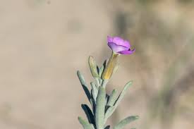 Image result for Suaeda merxmuelleri