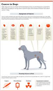 Although bone cancer in dogs (tumors) are fairly uncommon they do occur and will either be malignant (cancerous) or benign (not cancerous). Bone Cancer In Dogs Symptoms Causes Treatments And Care Methods