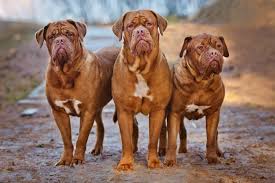 What Is The Best Dog Food For French Mastiffs