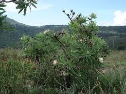 Image result for Protea gaguedi