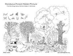 Deciduous Forest Hidden Picture Hidden Pictures Deciduous Forest Biome Biomes Project
