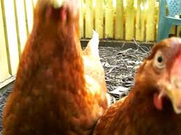 Chickens Extreme Close Up Pecking Camera Youtube See more ideas about funny pictures, funny and chicken humor. chickens extreme close up pecking