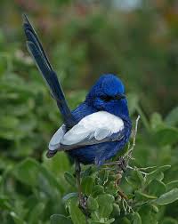 Pin On Birds Photo