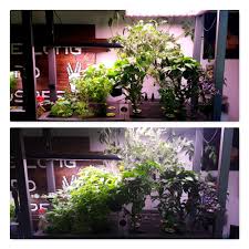 Check the water frequently once your garden is full and thriving to keep it at the fill line and feed every two weeks. Aerogarden Farm Plus Garden 3 Week 14 Update Disabled Kitchen And Garden