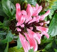 Image result for Justicia petiolaris