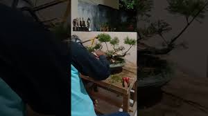 Ia boleh dijumpai tumbuh di kawasan tanah beris atau tanah yang kaya dengan mineral. Pruning Bonsai Cucur Atap 3 Youtube