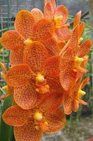 Pin On Orchids