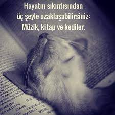 hayatin sikintisindan uc seyle uzaklasabilirsiniz muzik kitap ve kediler sozler anlamlisozler guzelsozler ozlusozler al kedi hayvan sozleri guzel soz
