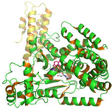 Diff is a germ (bacterium) that causes severe diarrhea and colitis (an inflammation of the colon). Clostridium Difficile Toxin B Wikipedia