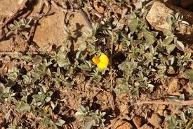 Image result for Lotononis laxa