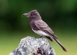 Rare Bird Usually Found Between Oregon And South America Seen In Central Saanich Victoria News