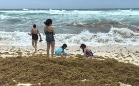 Gobierno federal y Quintana Roo refuerzan estrategia para atender el sargazo