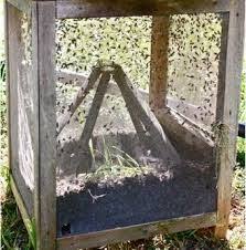 5 gallon bucket fly trap google search diy fly trap fly traps diy fly traps