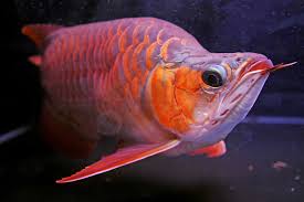 Find here details of companies selling flowerhorn fish, for your purchase requirements. This Fish Is Worth 300 000