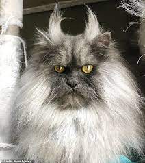 Angry Cat Amasses Huge Social Media Following Due To His Seemingly Permanent Grumpy Expression Daily Mail Online