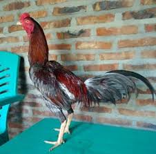Maybe you would like to learn more about one of these? Jenis Ayam Bangkok Mangon
