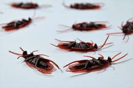 Best knowledge & equipment in the industry. 5 Best Pest Control In Houston