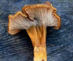 It is mycorrhizal, forming symbiotic associations with plants, making it very challenging to cultivate. Yellowfoot Chanterelle Mushrooms Stuffed Mushrooms Wild Mushrooms Morels