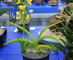 Image result for Eulophia streptopetala