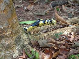 Image result for Spilotes pullatus