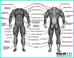 Rest the strained muscle and apply ice for the first few days after the injury. Krafttraining Fur Laufer Und Triathleten So Laufst Du Schneller Human Muscle Anatomy Muscle Names Body Muscles Names